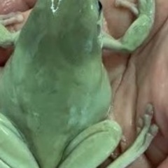 イエアメガエル