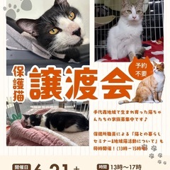 保護猫の譲渡会ボランティア募集中！