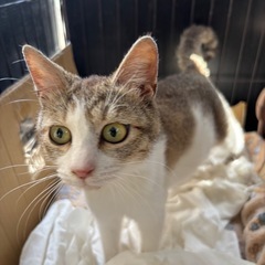 猫のケージ貸してください！