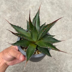 アガベ  モンタナの画像