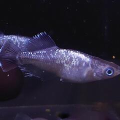 観賞魚　メダカ　ミッドナイトフリル体外光×クラウドグレーダイヤヒ...