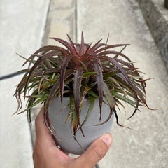 ディッキア②の画像
