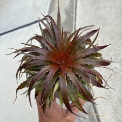 ディッキア①の画像