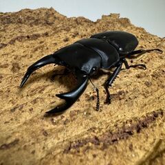 オオクワガタペア(山梨韮崎産)