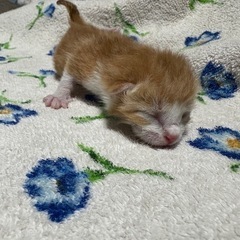 産まれたての子猫1匹（茶トラ）里親様募集します！