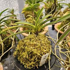 富貴蘭  フウラン 風蘭 ラン 山野草  まとめ売り 