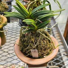 富貴蘭 フウラン 風蘭 ラン 山野草 まとめ売り