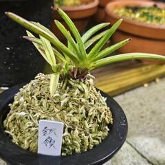 富貴蘭 フウラン 風蘭 ラン 山野草 まとめ売り