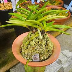 富貴蘭 フウラン 風蘭 ラン 山野草 まとめ売り