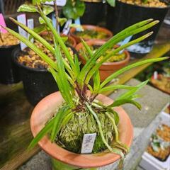 富貴蘭 フウラン 風蘭 ラン 山野草 まとめ売り