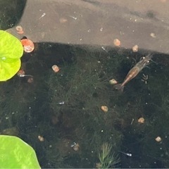メダカ15匹＋ミナミヌマエビ30匹