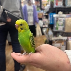 見つけてください！セキセイインコです。 - 手伝って/助けて