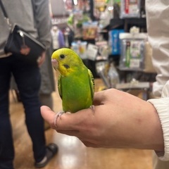 見つけてください！セキセイインコです。 - 習志野市