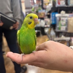 見つけてください！セキセイインコです。