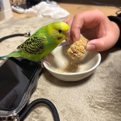 見つけてください！セキセイインコです。 - 助け合い