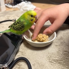 見つけてください！セキセイインコです。 − 千葉県
