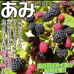 ブラックベリー苗　あみ