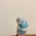 ランキングキーワードに紐づく投稿画像-インコ