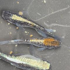 人気メダカ　レッドクリフ　有精卵と稚魚　120（個+匹）以上　バ...