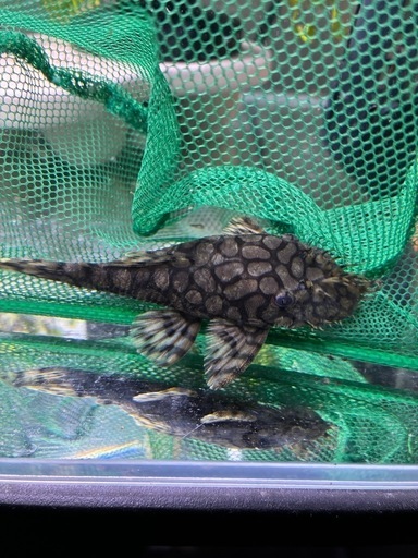 【希少】ロイヤルアラベスクブッシープレコ 5匹