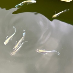 メダカ　卵　たまごまたは針子　300円からの画像