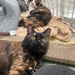 ギリギリで救出された猫達