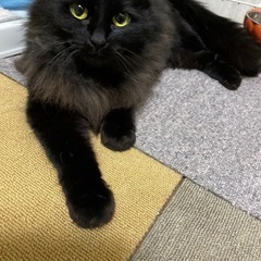 ママと子猫を一緒に迎えてください！