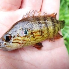 川魚、淡水魚捕獲！
