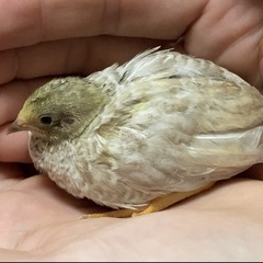 ヒメウズラ♂ 譲ります