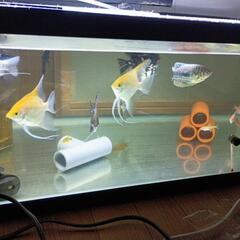 水槽、ヒーター、熱帯魚まとめ売り