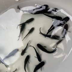 アルティマニア　メダカ　めだか