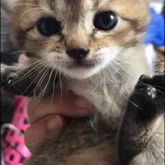 🍀子猫だらけの譲渡会🍀