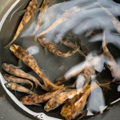 和墨炎　メダカ　めだか