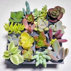 多肉植物16カット苗セット