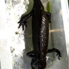 アカハライモリ　ペア