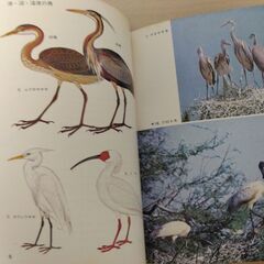 『水辺の鳥　カラー自然ガイド９』小林桂助　保育社の画像