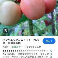 ピンクエッグミニトマト苗