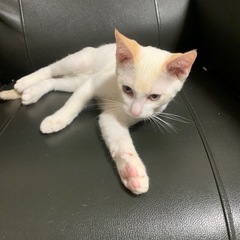 里親お願いします