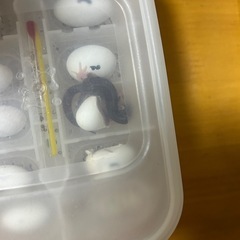 レオパードゲッコー　ギャラクシー　レオパ2501