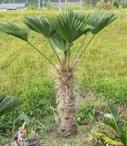 シュロの木　150cm