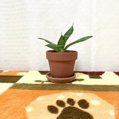 【夢物語工房】サンセベリア・スワール２〜観葉植物