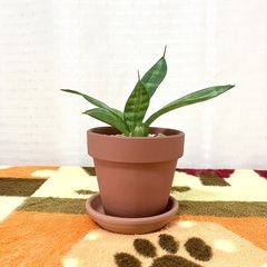 【夢物語工房】サンセベリア・スワール２〜観葉植物の画像