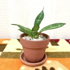【夢物語工房】サンセベリア・スワール２〜観葉植物の画像