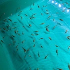 金魚 ミックス