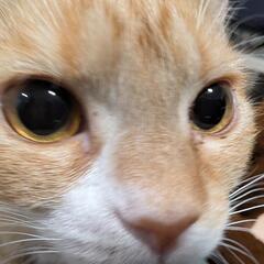 猫（メス）1歳くらい