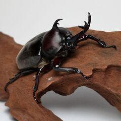 カブトムシ ペア 2025年新成虫 ②