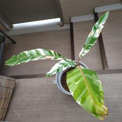 ムサアエアエバナナ　斑入り　植物