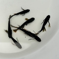 妲己(だっき)メダカの画像