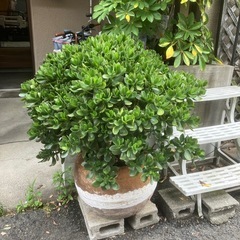 植木