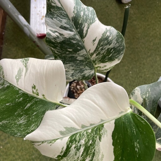 斑入りモンステラ